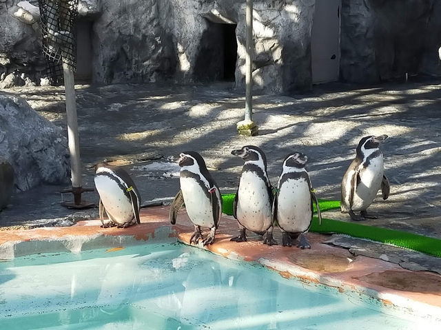 Sapporo City Maruyama Zoo