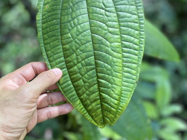 An array of rare and stunning leaves.