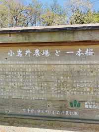 【岩手】例年GWが見頃！農場に咲く"一本桜"