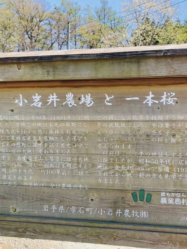 【岩手】例年GWが見頃！農場に咲く"一本桜"
