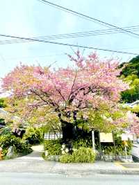 【河津桜まつり/静岡県】河津桜見るなら河津町へ