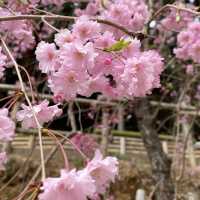 しだれ桜のトンネルは圧巻