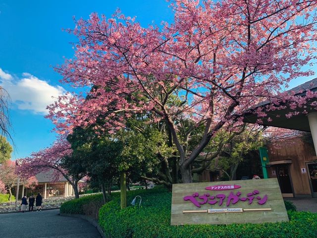 เที่ยวซากุระที่ Nabana no sato💗🌸🌸