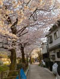 🌸哲學之道：京都山麓的春日漫步🌸