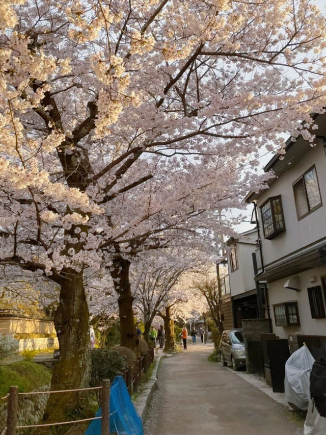 🌸哲學之道：京都山麓的春日漫步🌸