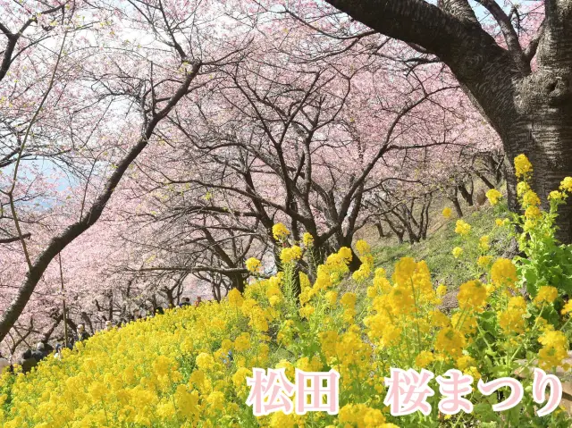 【日本🇯🇵】まつだ　桜まつり🌸