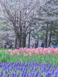 【東京のお花見スポットの定番】春の小花×桜が美しい昭和記念公園
