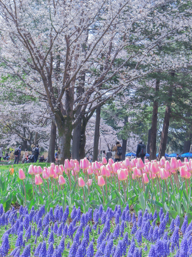 【東京のお花見スポットの定番】春の小花×桜が美しい昭和記念公園