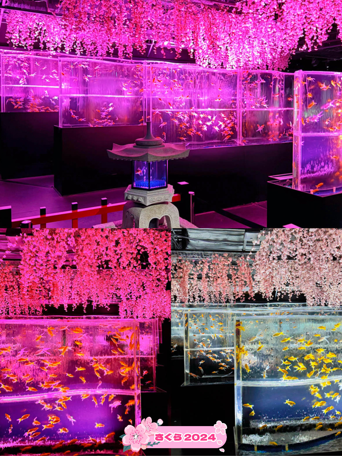 銀座】金魚×桜が幻想的な春のアートアクアリウム🌸 | Trip.com 東京