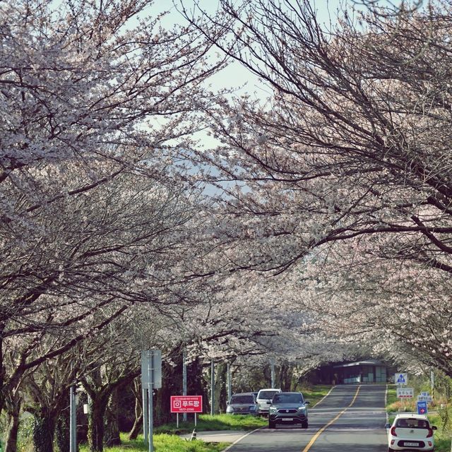🌸 비밀의 벚꽃 길, 오라골프장입구에서의 봄날 산책