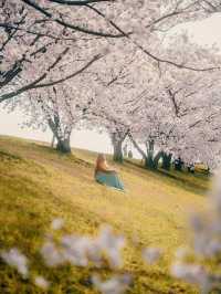 아카바네 사쿠라츠츠미 공원 🌸