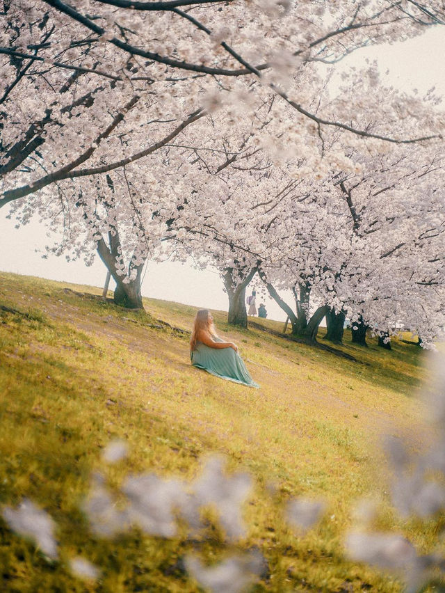 아카바네 사쿠라츠츠미 공원 🌸