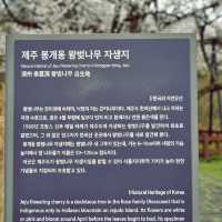 👍🏻 제주도에서 만난 왕벚나무의 비밀, 천연기념물이 된 이유!
