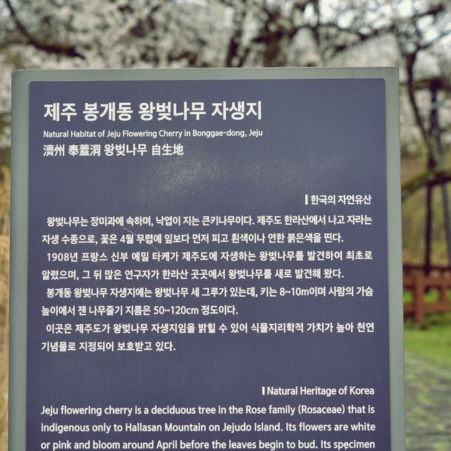 👍🏻 제주도에서 만난 왕벚나무의 비밀, 천연기념물이 된 이유!