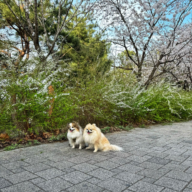 首爾漢江公園 🌸🌸櫻花 單車遊