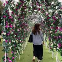 元朗信芯園：向日葵花海，搭76K巴士至石湖圍站