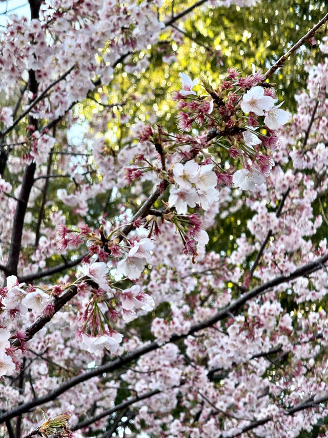 東京賞櫻必到人氣景點 ，逾千棵櫻花樹爭硏鬥麗