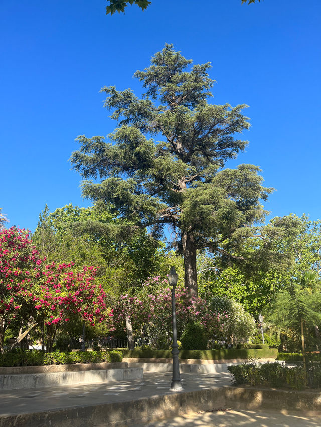 고지대에서 느끼는 봄🌲🌳🌷🌺 다양한 나무와 꽃들의 향연