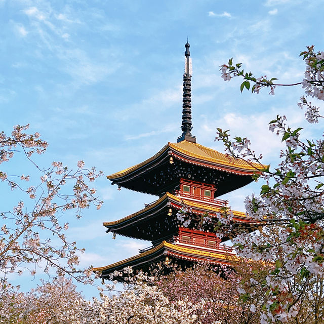 武漢櫻花園｜不出國也看櫻花滿天