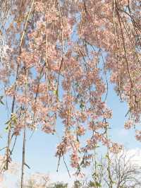 아련함 가득한 수양벚꽃 보고 가세요🌸