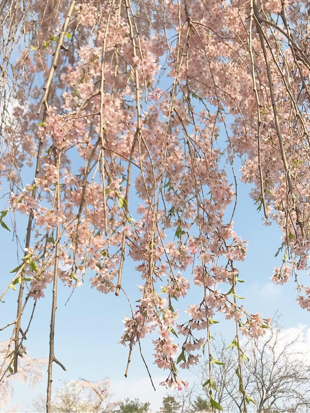 아련함 가득한 수양벚꽃 보고 가세요🌸