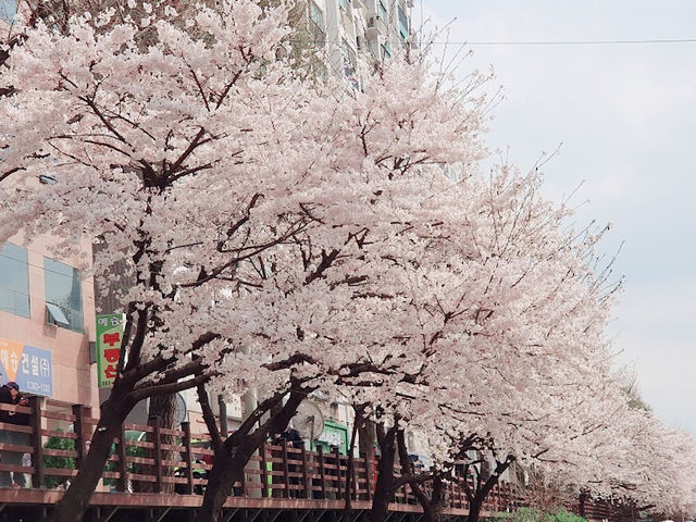 「首爾恩平區Bulgwangcheon櫻花節：春天美麗活力，4月初」