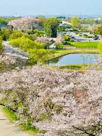 【丸墓山古墳/埼玉県】桜の名所・さきたま古墳公園