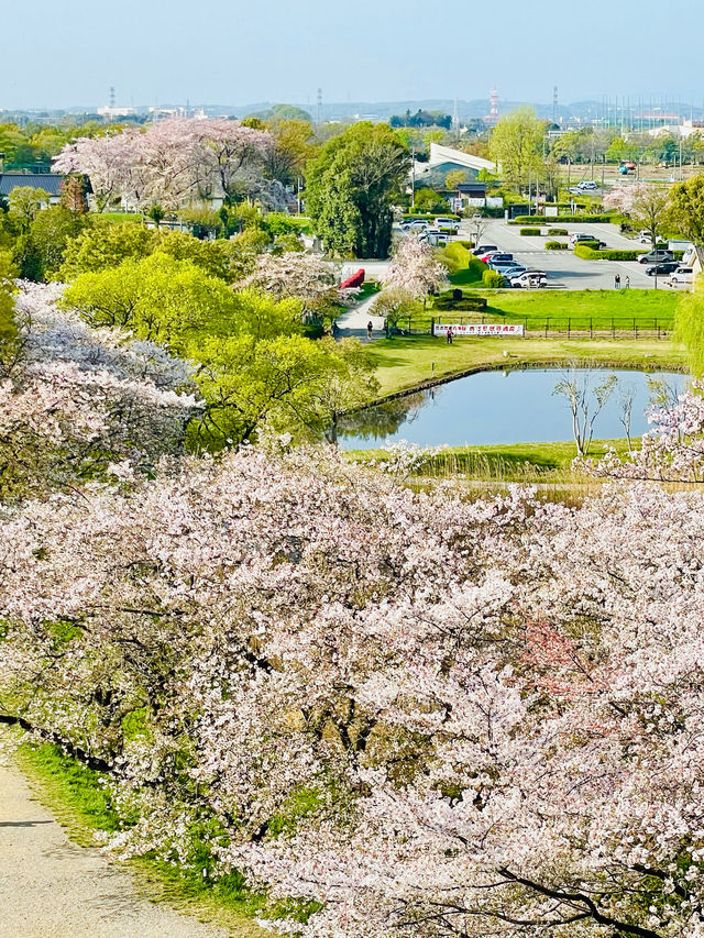 【丸墓山古墳/埼玉県】桜の名所・さきたま古墳公園