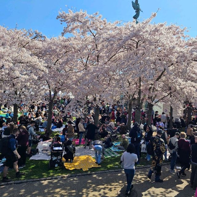 Sakura in Denmark NOT Japan