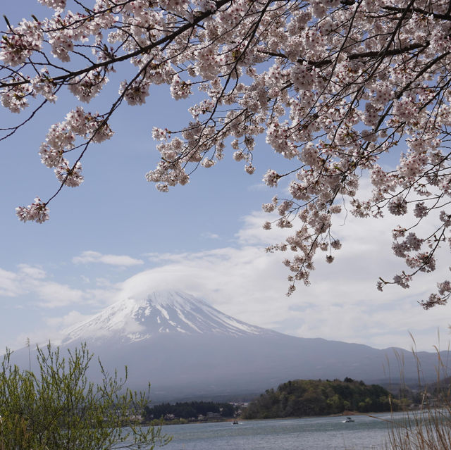 Enchanting Cherry Blossoms of Oshino
