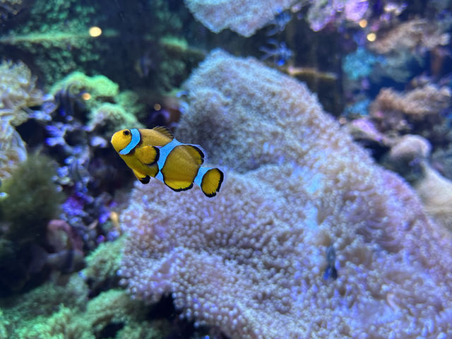 【福岡大分】海洋之卵水族館:海豚、海象表演,特別旅遊體驗 【福岡大分】海洋之卵水族館:海豚、海象表演,特別旅遊體驗