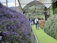 Lavender Garden in Cameron Highland