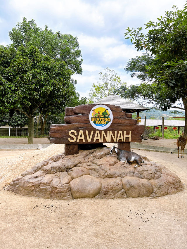 Feeding Animals in the Bentong Farm