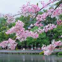 大湳公園～水鄉夢境