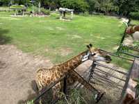 綠山野生動物園 超過300種動物的泰國大型動物園