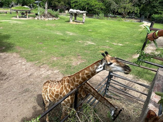 綠山野生動物園 超過300種動物的泰國大型動物園