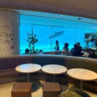 【 福岡之旅。以九州之海為主題的水族館 】 