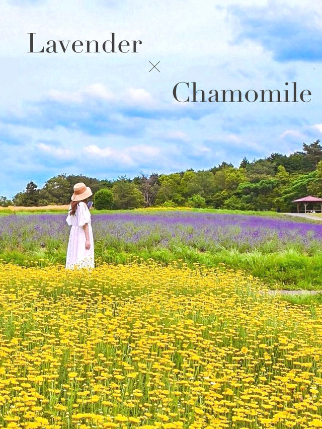 【三重】季節のお花が楽しめるハーブ園