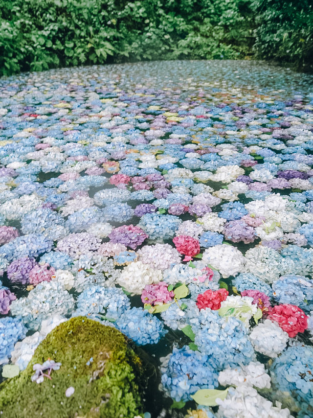 ここ知ってる？？【あじさい池が美しい🫧】日本最大級紫陽花映えスポット🫧