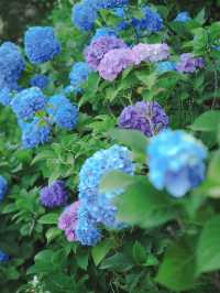【東京】紫陽花おすすめスポット3選𓂃 𓈒𓏸❁⃘