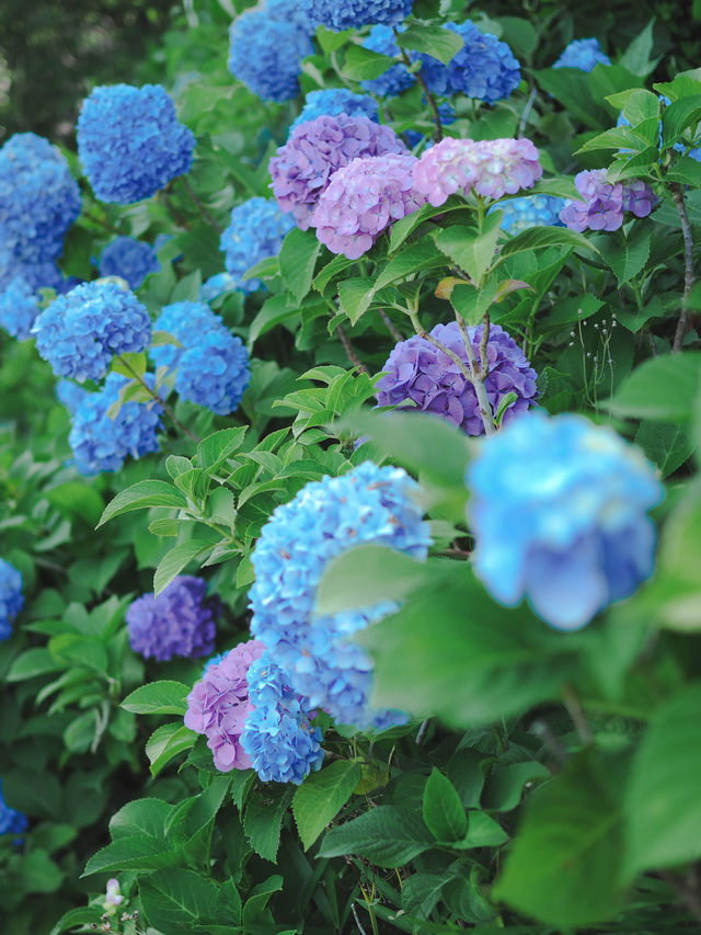 【東京】紫陽花おすすめスポット3選𓂃 𓈒𓏸❁⃘