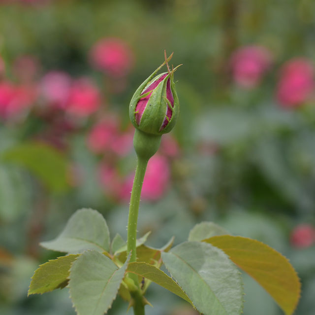 【Tokyo🇯🇵】神代植物公園🌹🌹