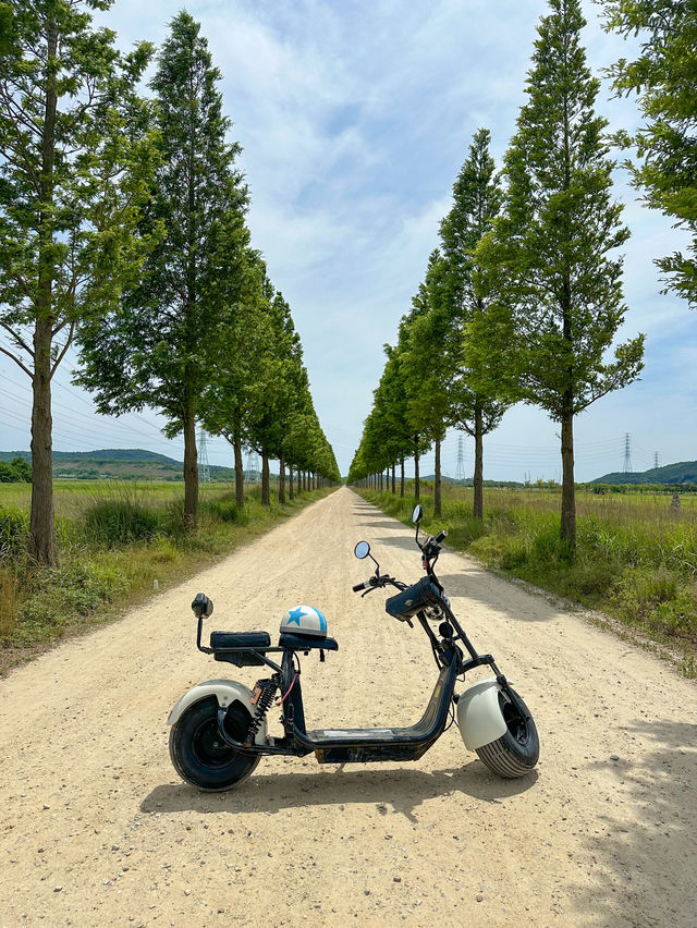대부도 가면 꼭 타야할 바다향기 테마파크 전동바이크 🏍️