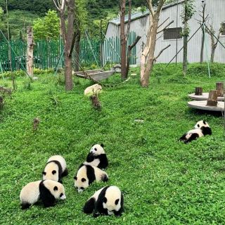 Wolong China Giant Panda Garden Shenshuping Base