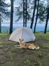 ม่อนสน | เชียงใหม่ 🏕️🌧️⛰️🐶