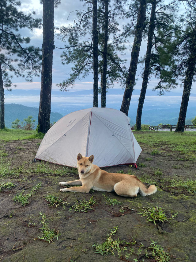 ม่อนสน | เชียงใหม่ 🏕️🌧️⛰️🐶