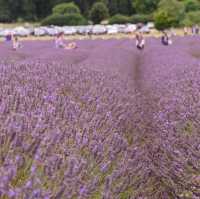 Hitchin (Lavander farm)