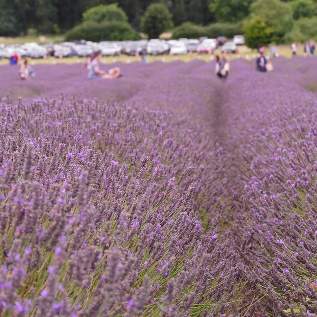 Hitchin (Lavander farm)