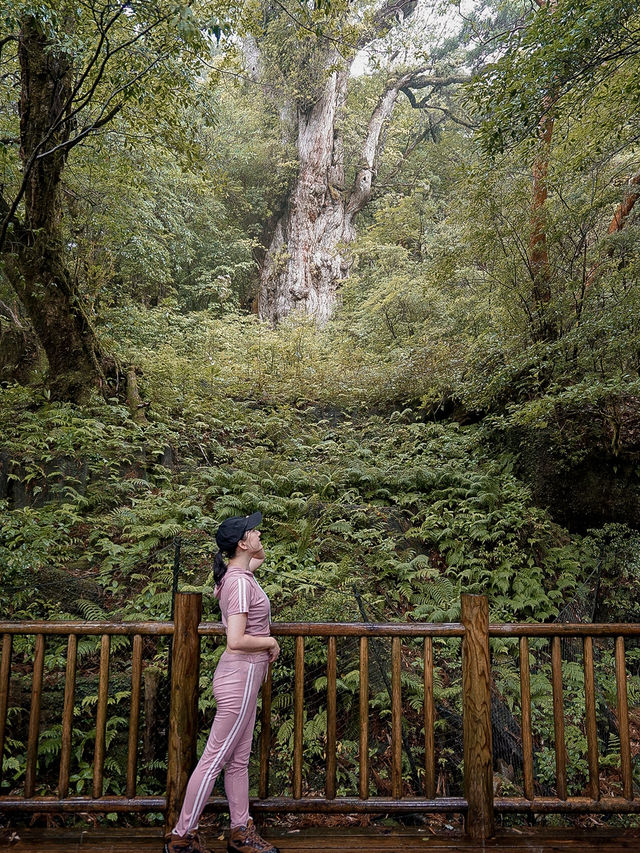 📍縄文杉