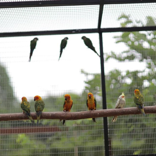 Bird for you cafe🦜